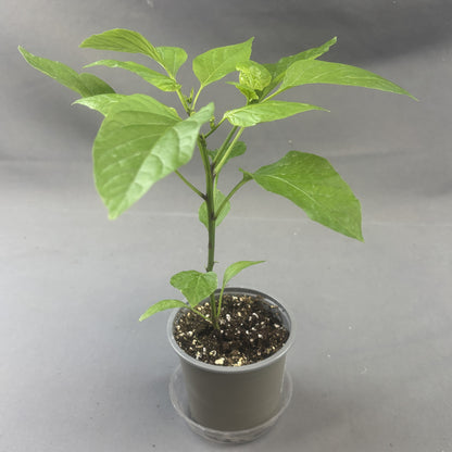 Pepper Hot 'Jalapeno'