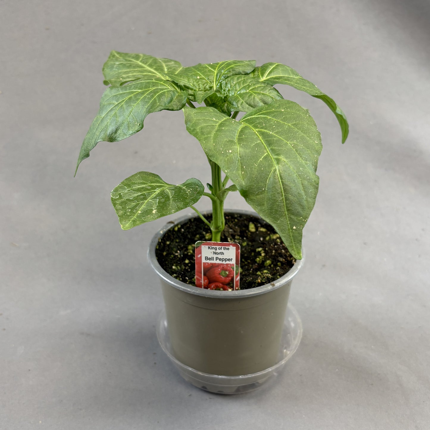 Pepper Sweet 'King of the North'