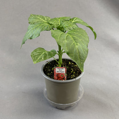 Pepper Sweet 'King of the North'