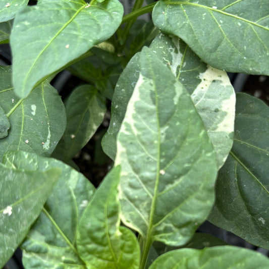 Pepper 'Mini Bell'