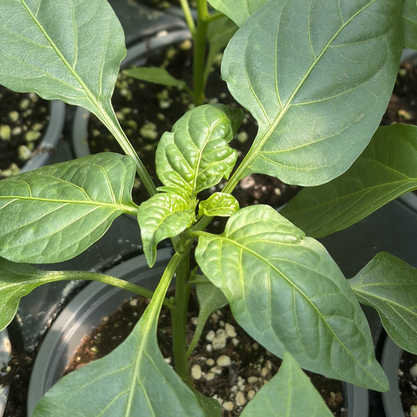 Pepper Sweet 'Hungarian Cheese Mix'