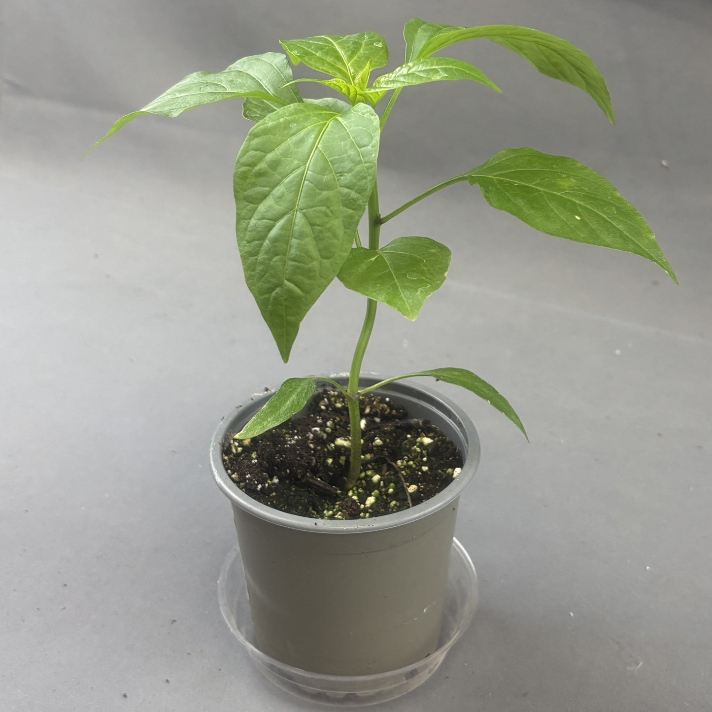 Pepper Hot 'Sriracha'