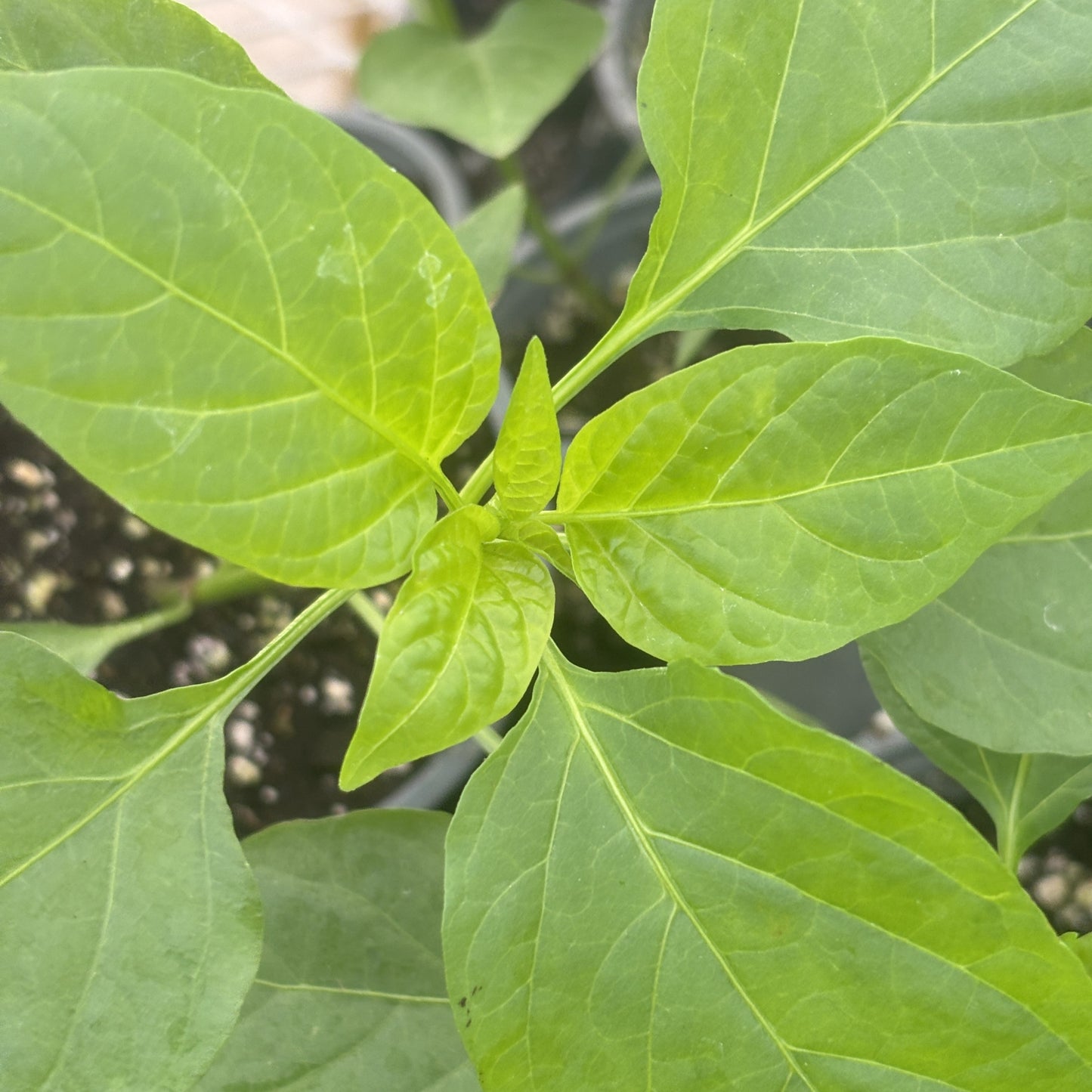 Pepper Hot 'Sriracha'