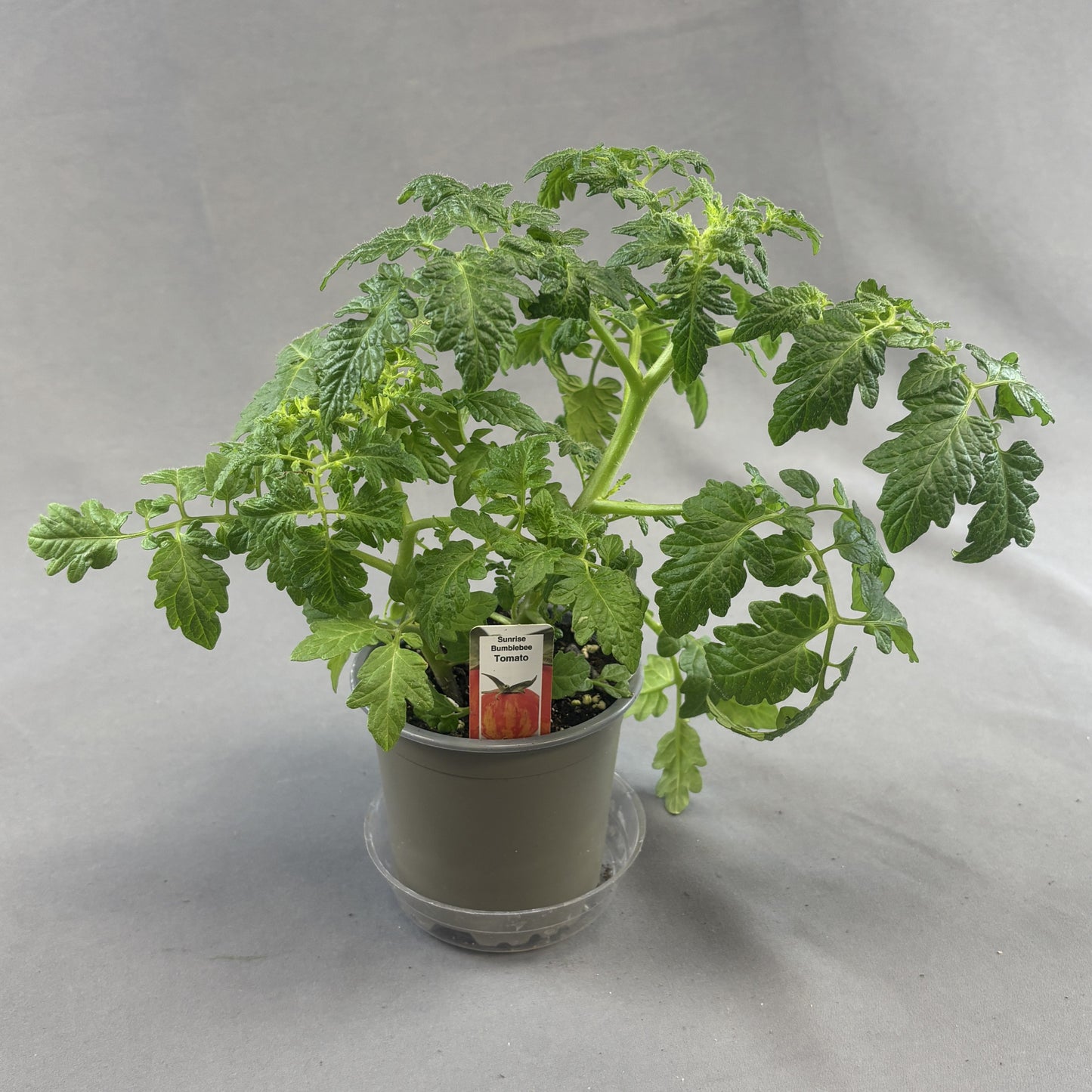 Tomato 'Sunrise Bumblebee"