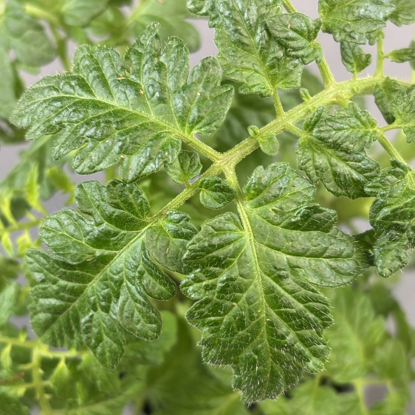Tomato 'Sunrise Bumblebee"