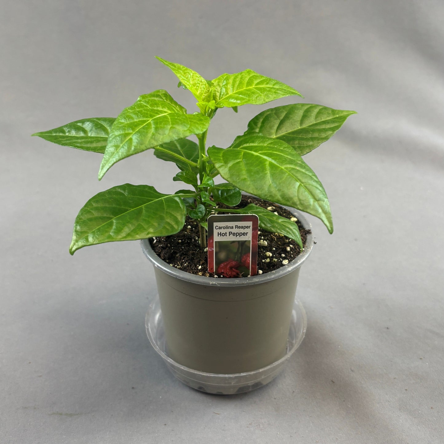 Pepper Hot 'Carolina Reaper'