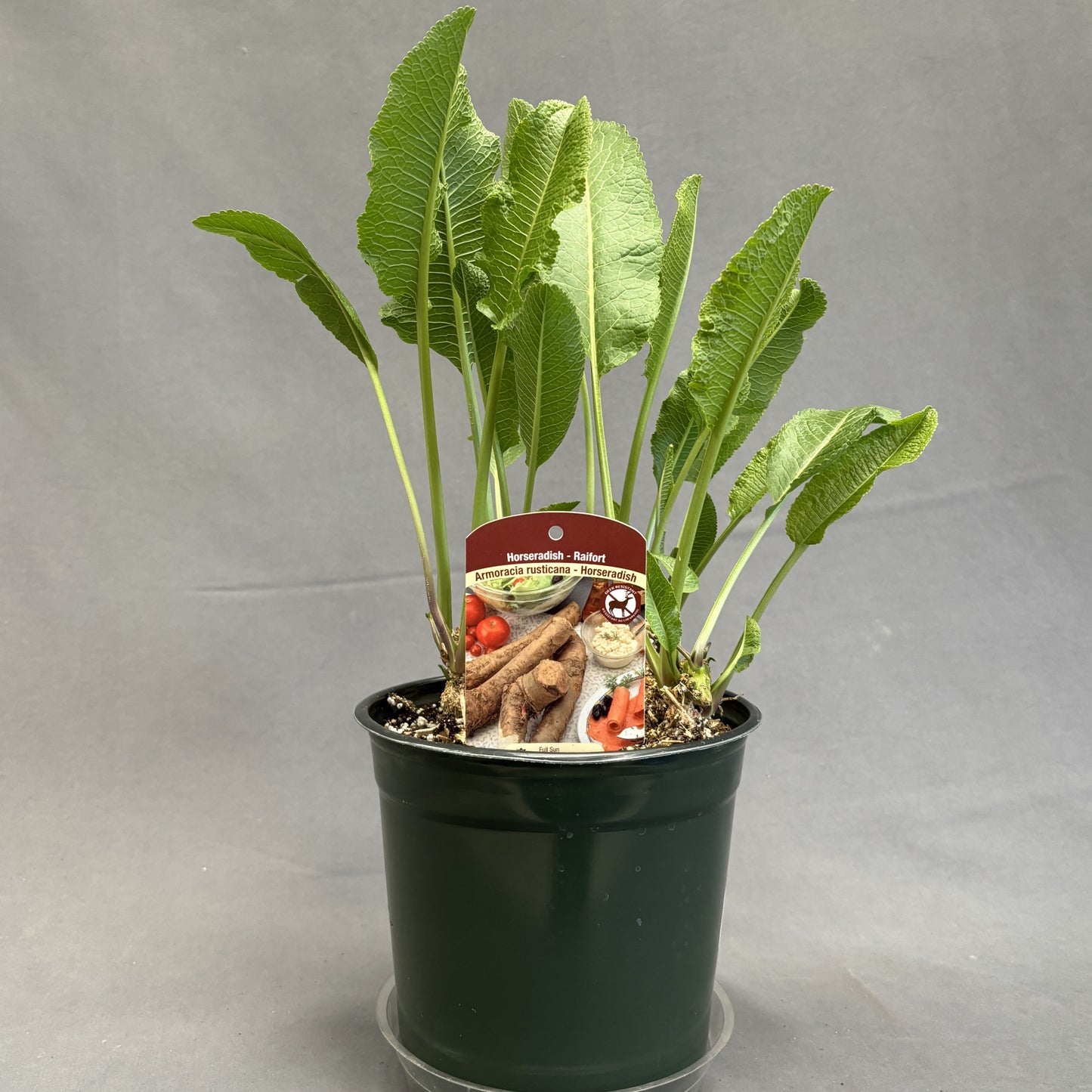 Horseradish