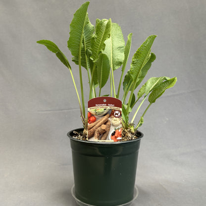 Horseradish