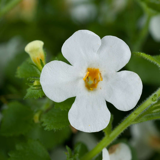 Bacopa 'Scopia'