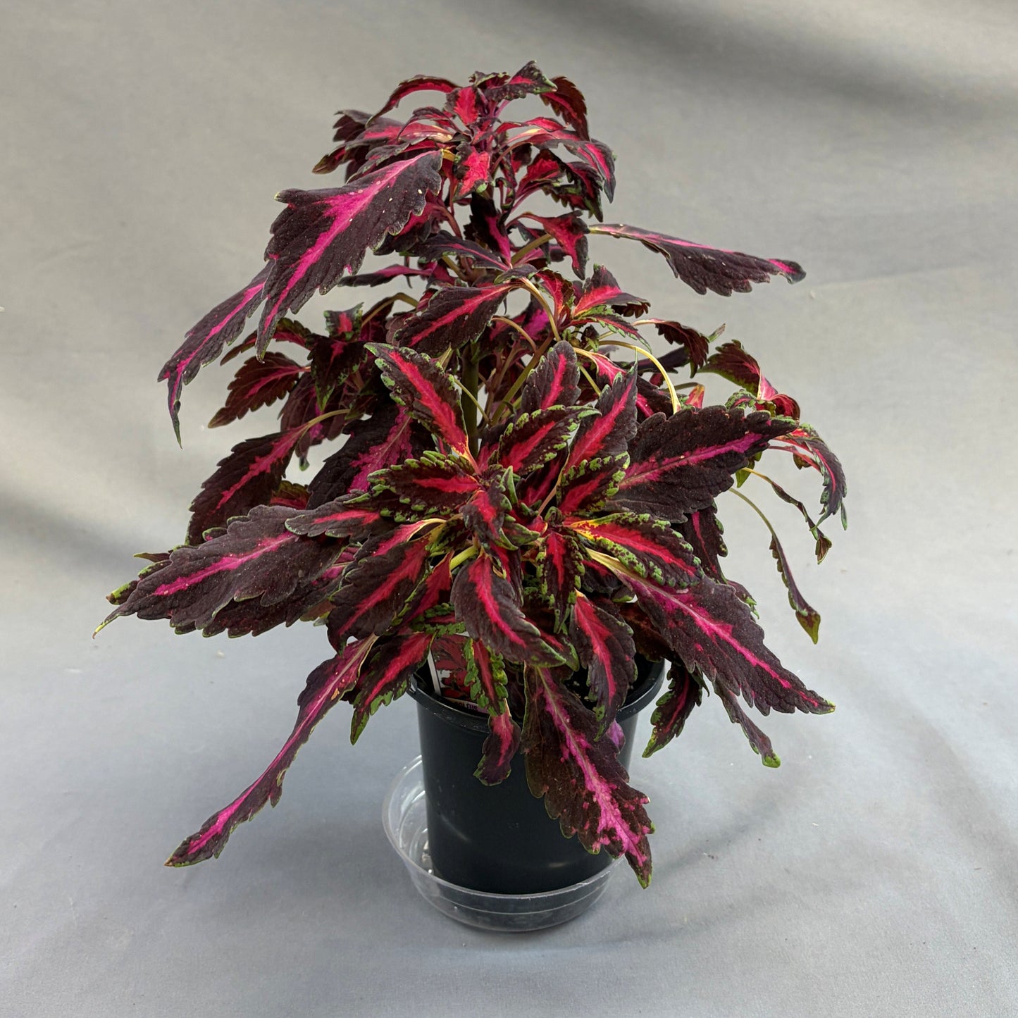 Coleus Partytime 'Pink Fizz'