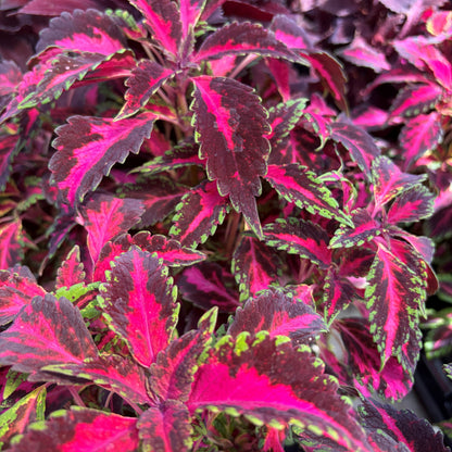 Coleus Partytime 'Pink Fizz'
