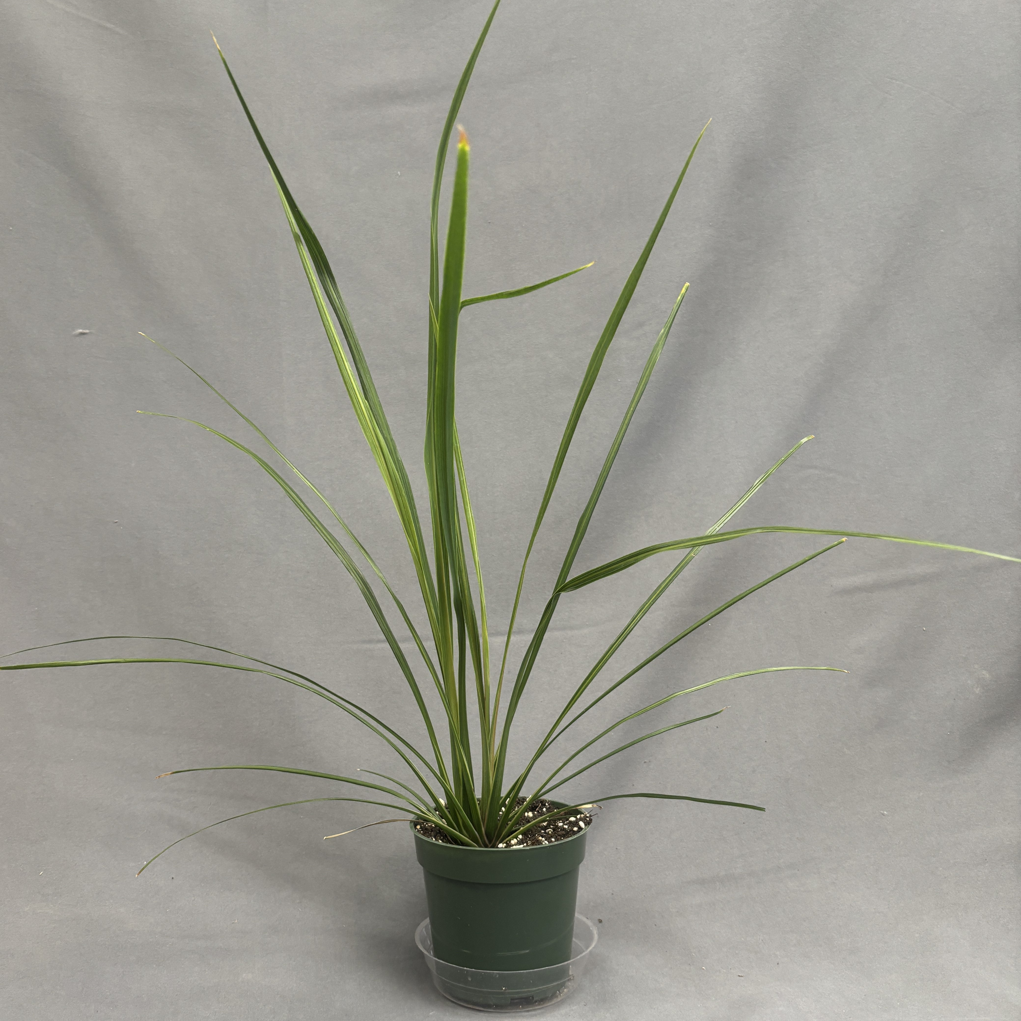 Dracaena indivisa "Spike"