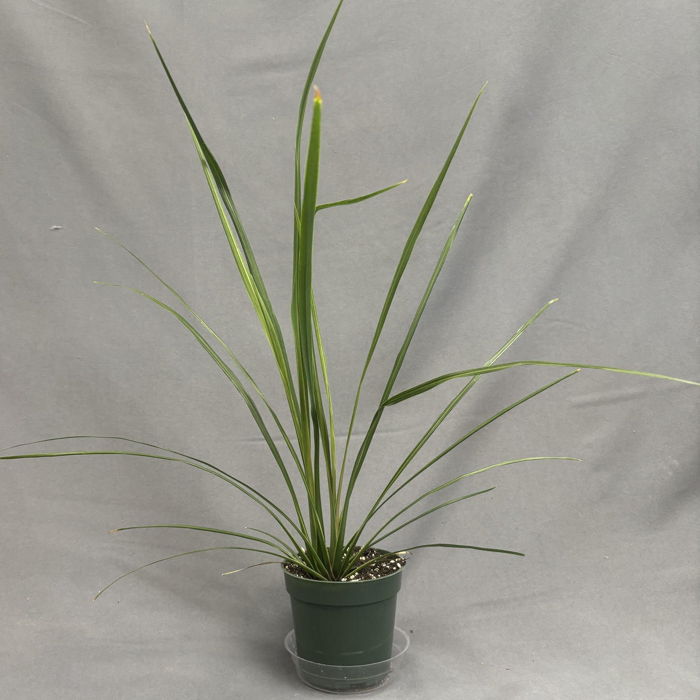 Dracaena indivisa "Spike"