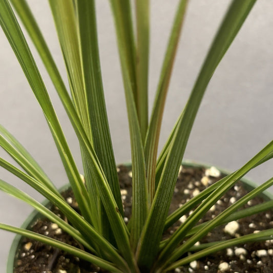 Dracaena indivisa "Spike"