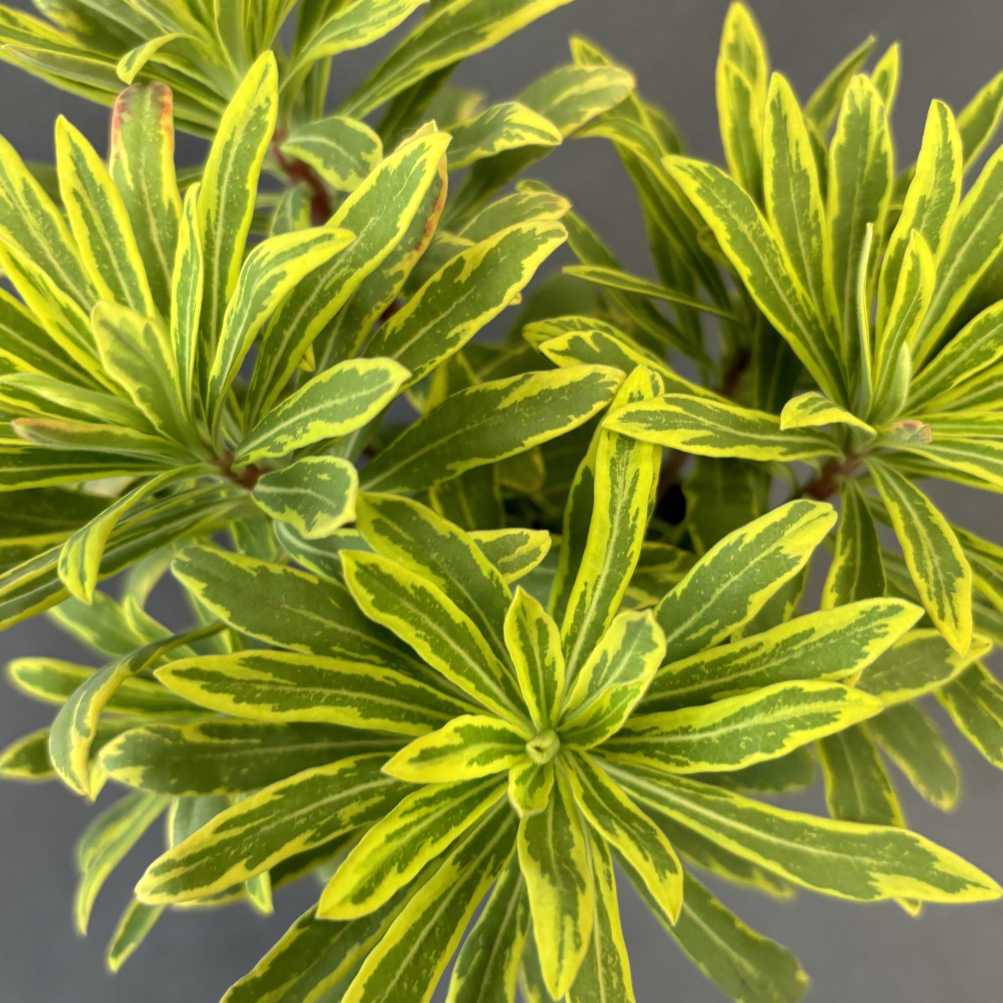 Euphorbia 'Watersaver'