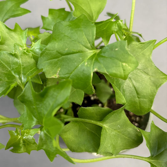 German Ivy