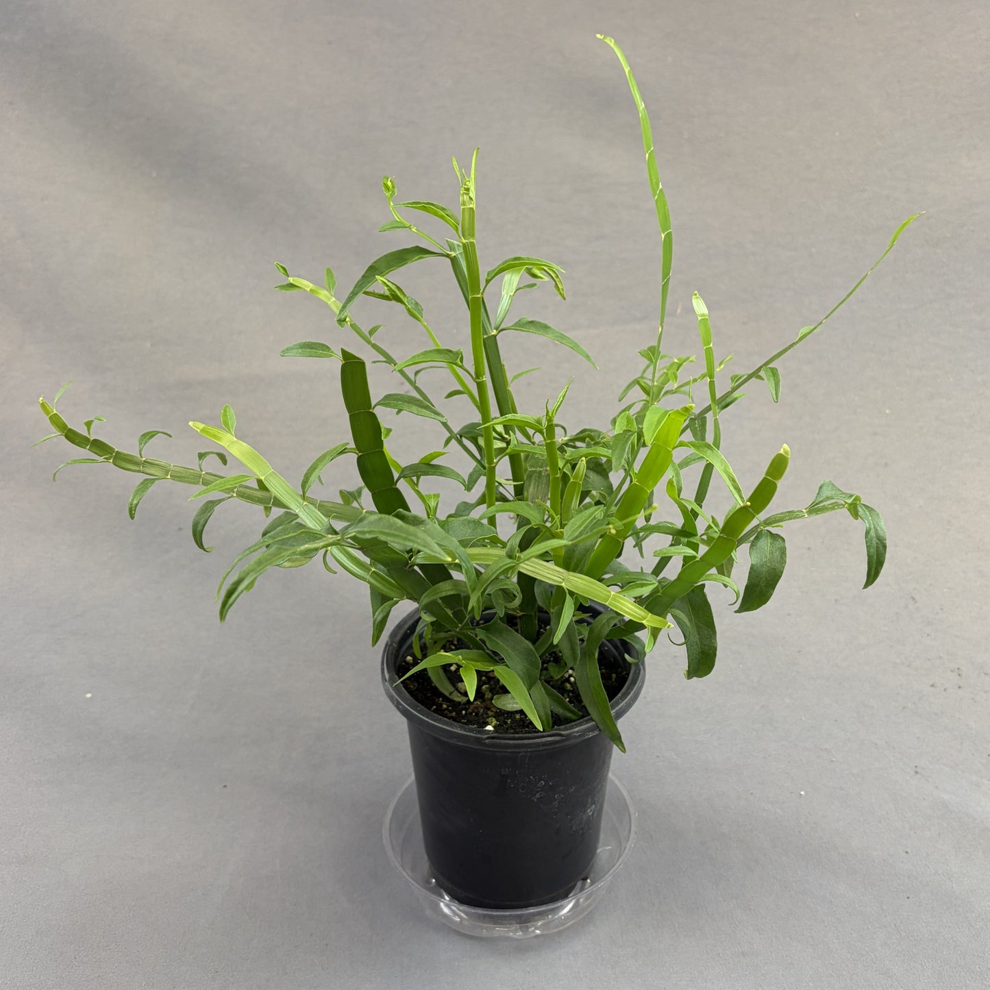 Grass 'Ribbons and Curls' Homalocladium