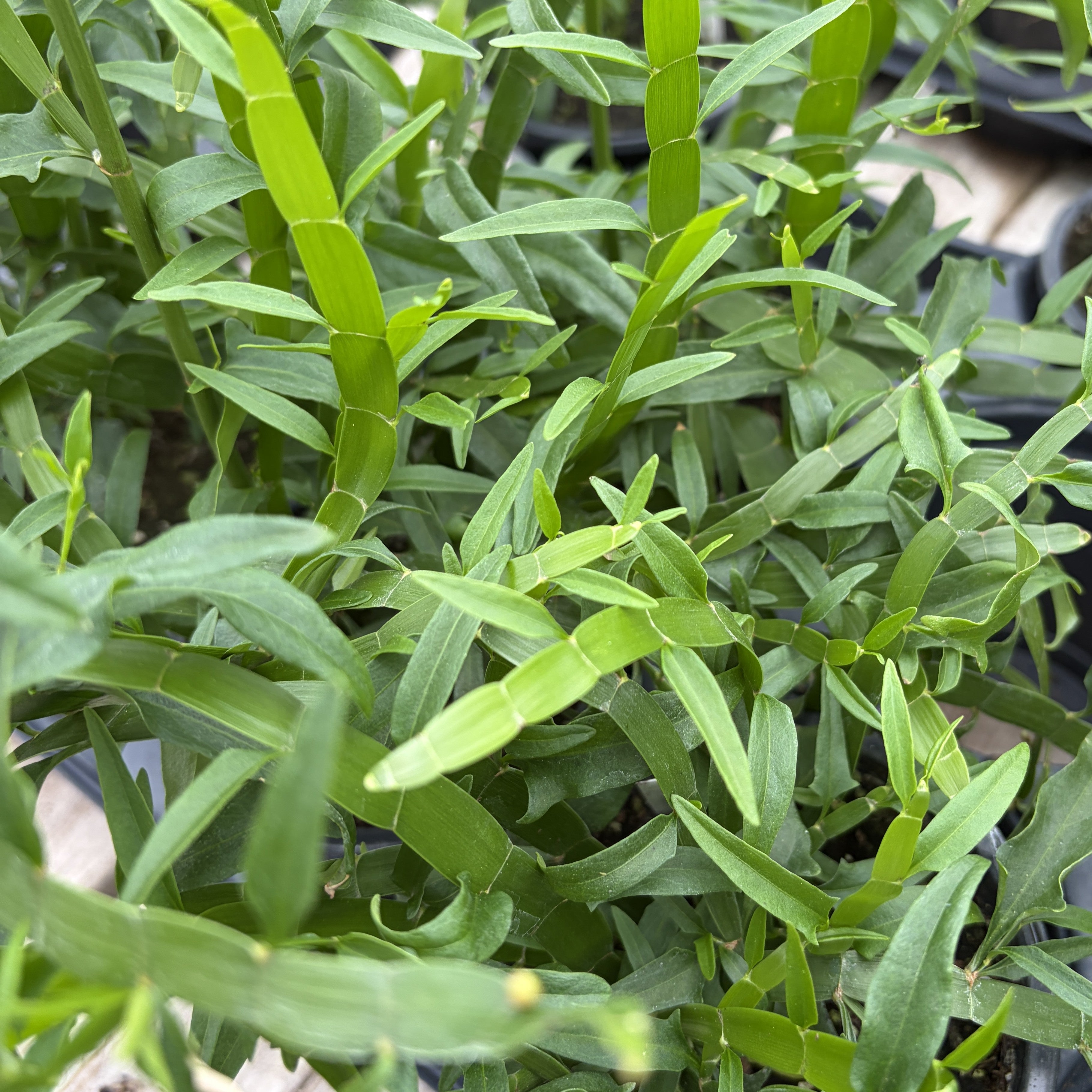 Grass 'Ribbons and Curls' Homalocladium