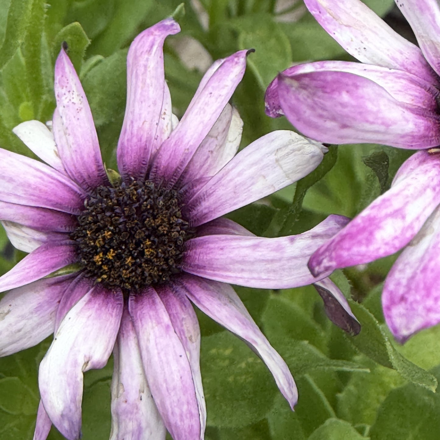 Osteospermum 'Gelato Series'