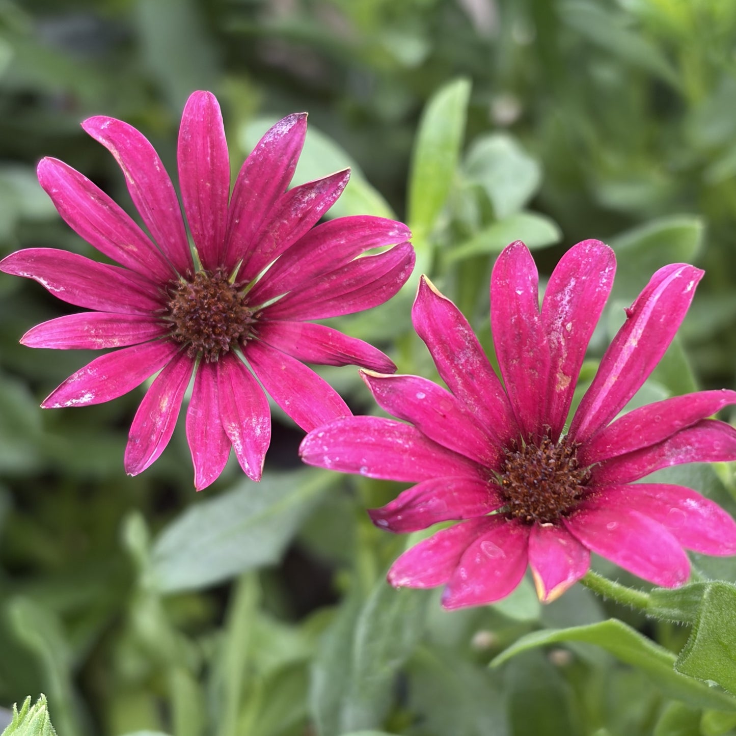 Osteospermum 'Gelato Series'