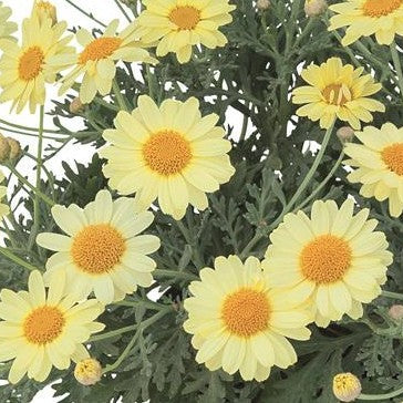 Argyranthemum Marguerite Daisy