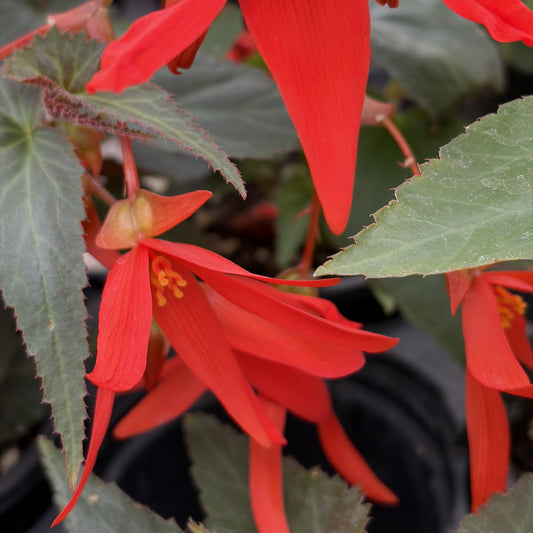 Begonia 'Santa Cruz'