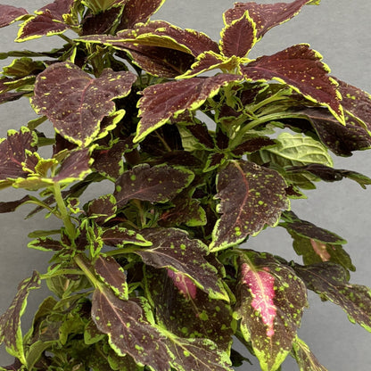 Coleus 'Downtown'