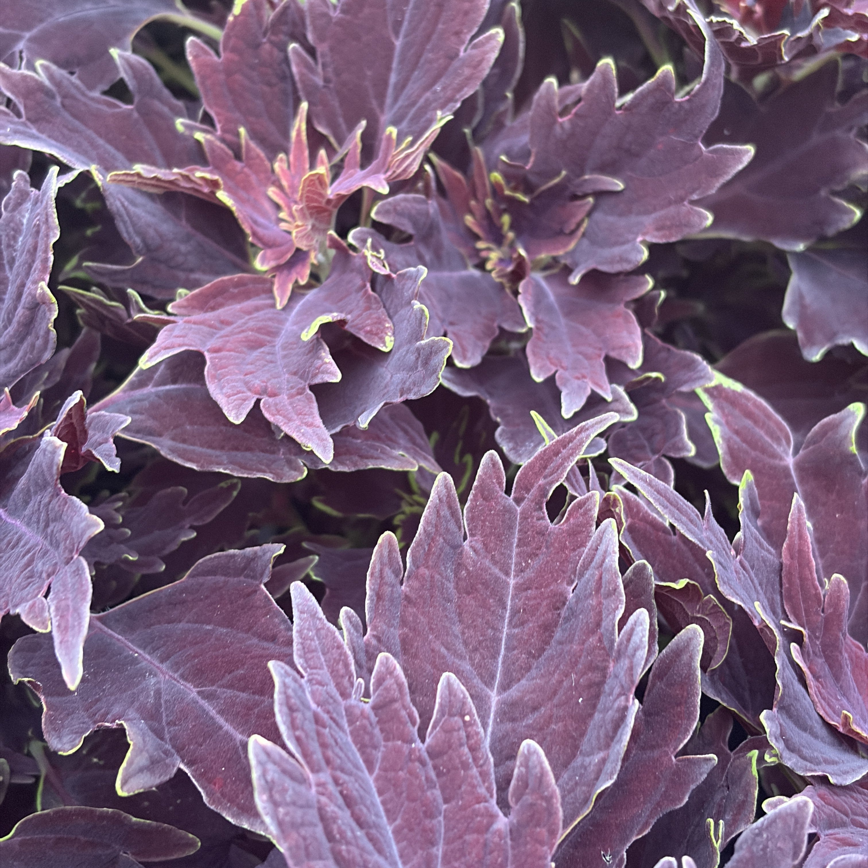 Coleus 'Downtown'