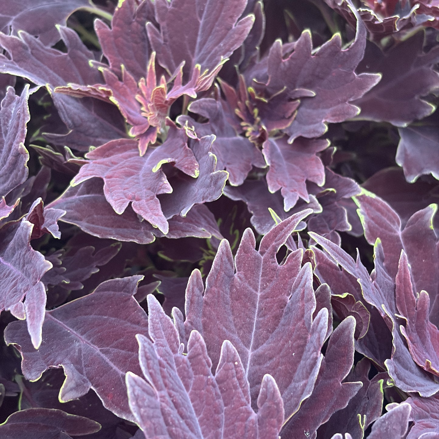 Coleus 'Downtown'