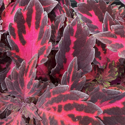 Coleus 'Downtown'