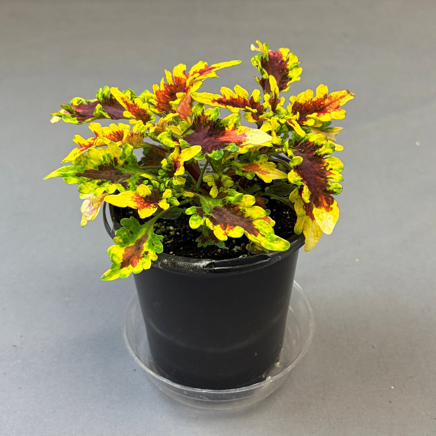 Coleus 'Stained Glasswork'