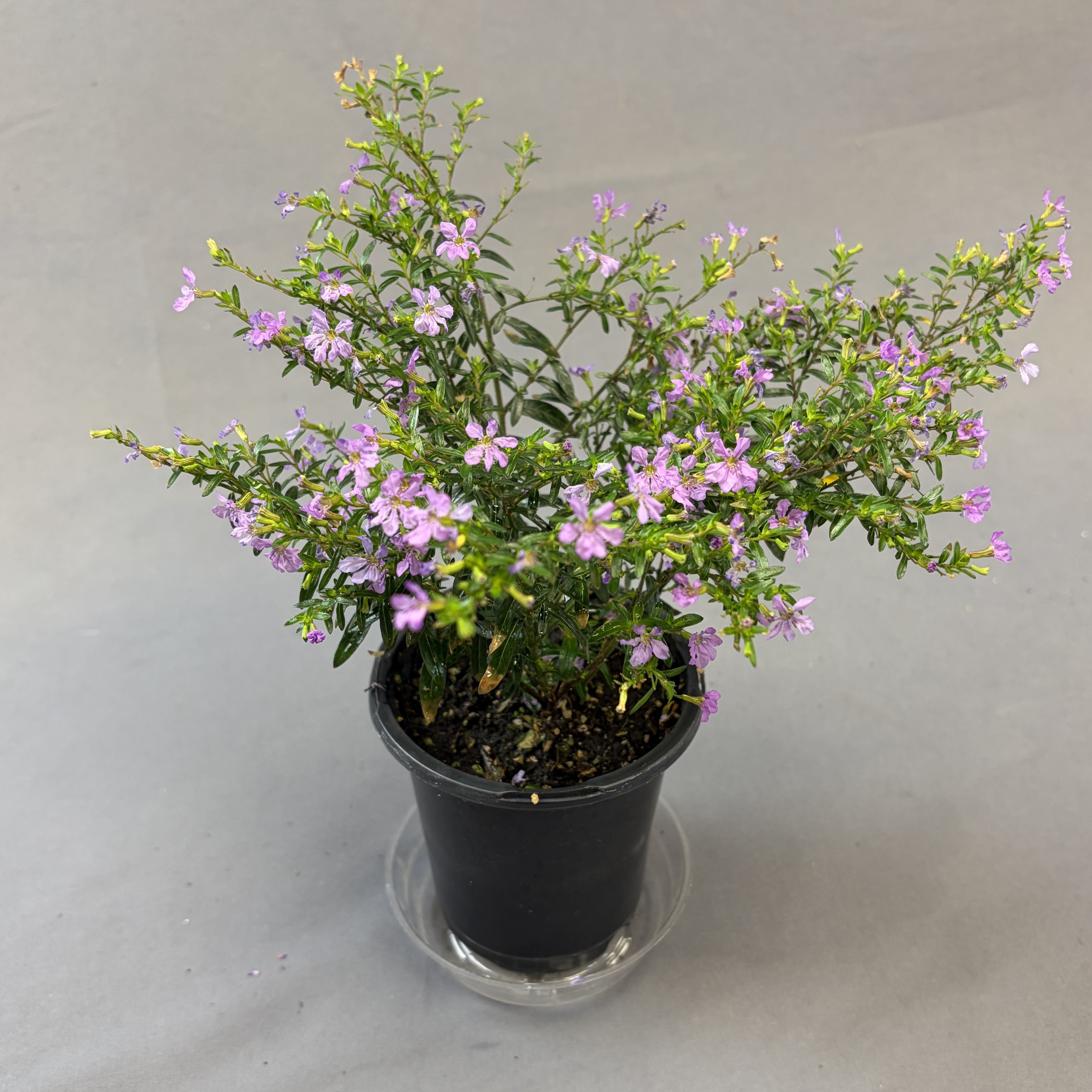 Cuphea 'Floriglory'