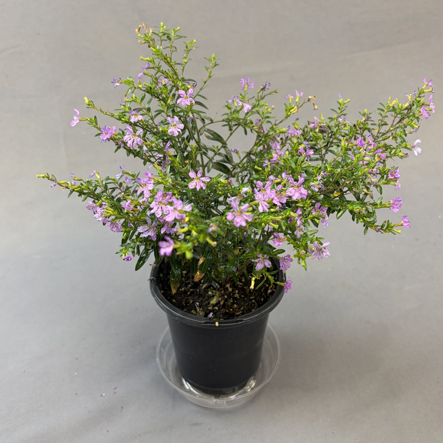 Cuphea 'Floriglory'