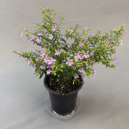 Cuphea 'Floriglory'