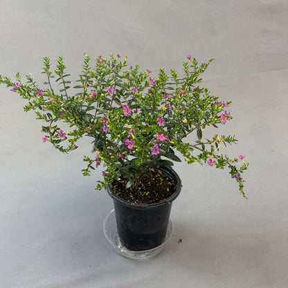 Cuphea 'Floriglory'