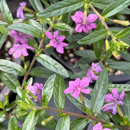 Cuphea 'Cupheasy'