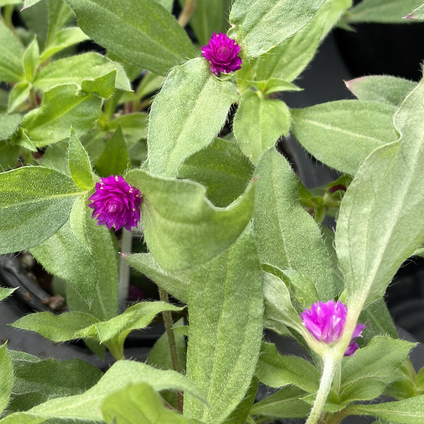Gomphrena