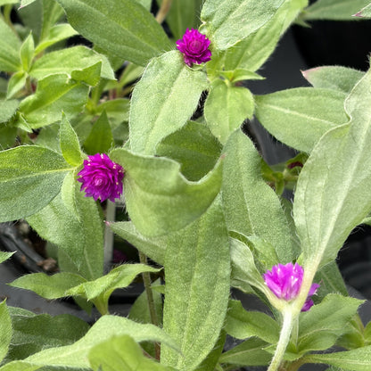 Gomphrena