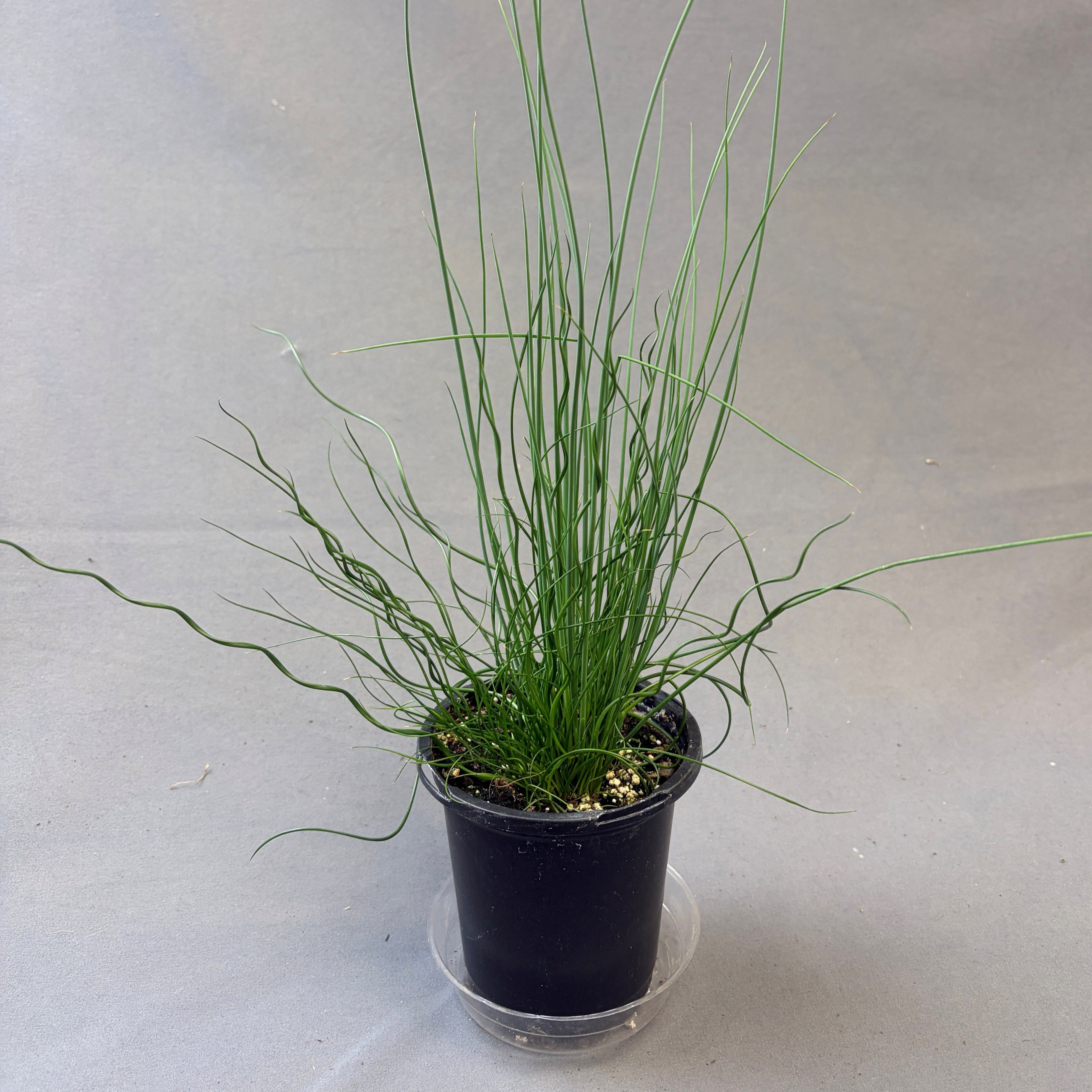 Grass 'Juncus'