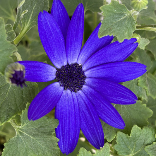 Senetti 'Blue Halo'