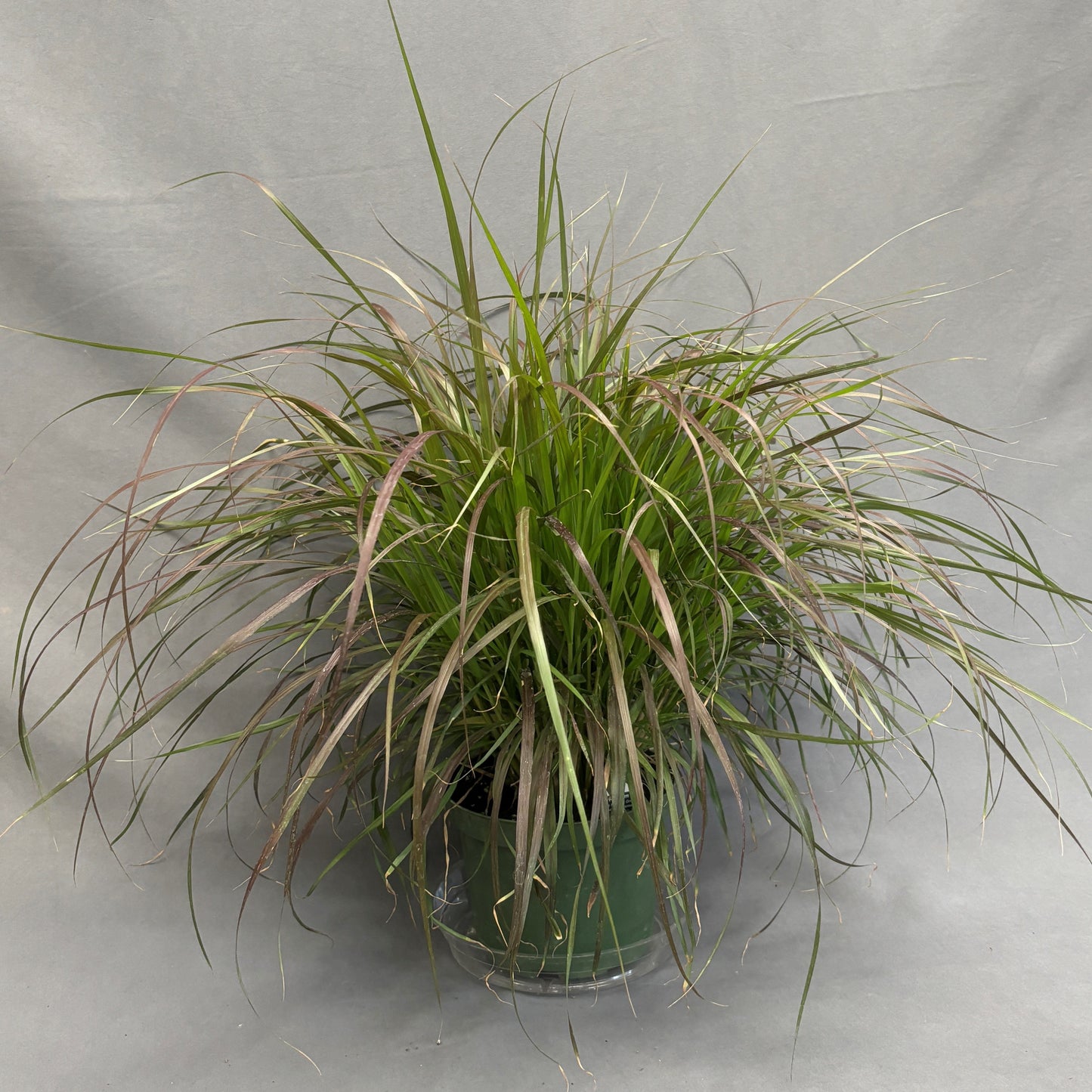 Grass 'Fountain'