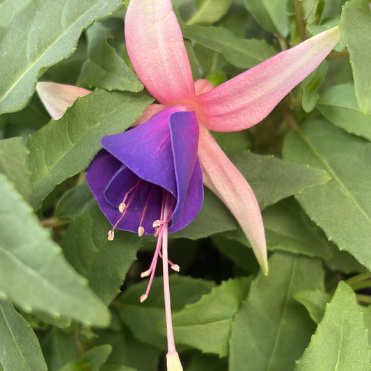 Fuchsia 'Ballerina'