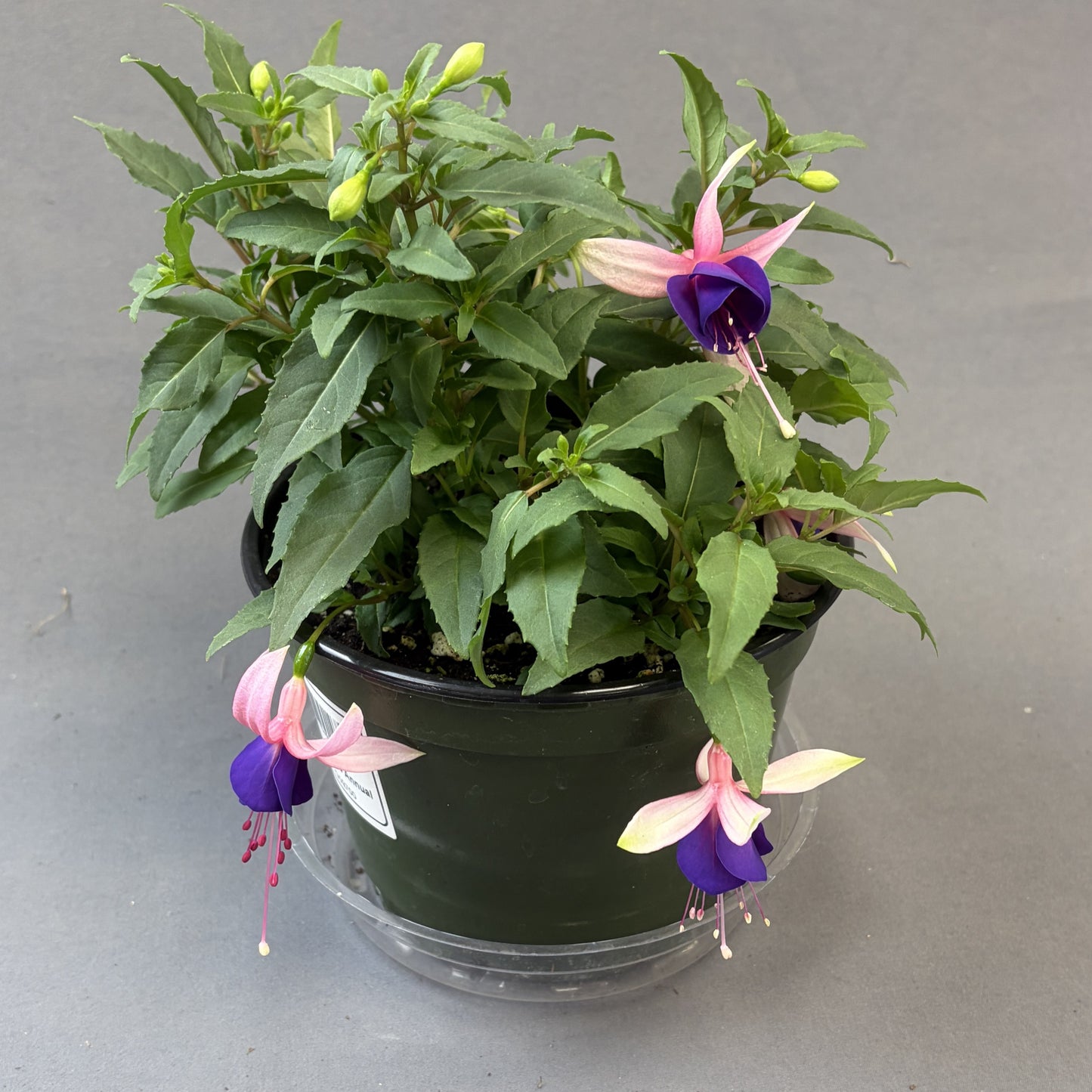 Fuchsia 'Ballerina'