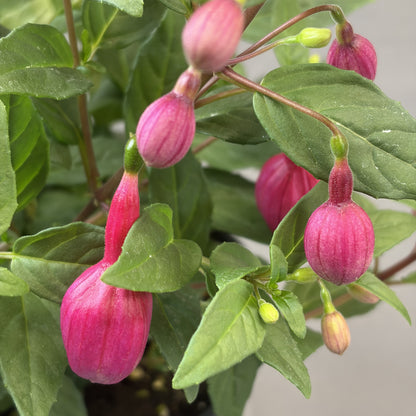 Fuchsia 'Ballerina'