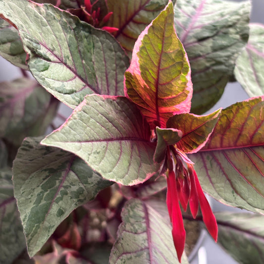 Fuchsia Gartenmeister