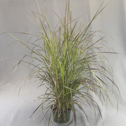 Grass 'Fountain'