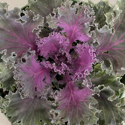 Flowering Kale