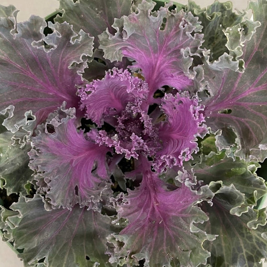 Flowering Kale