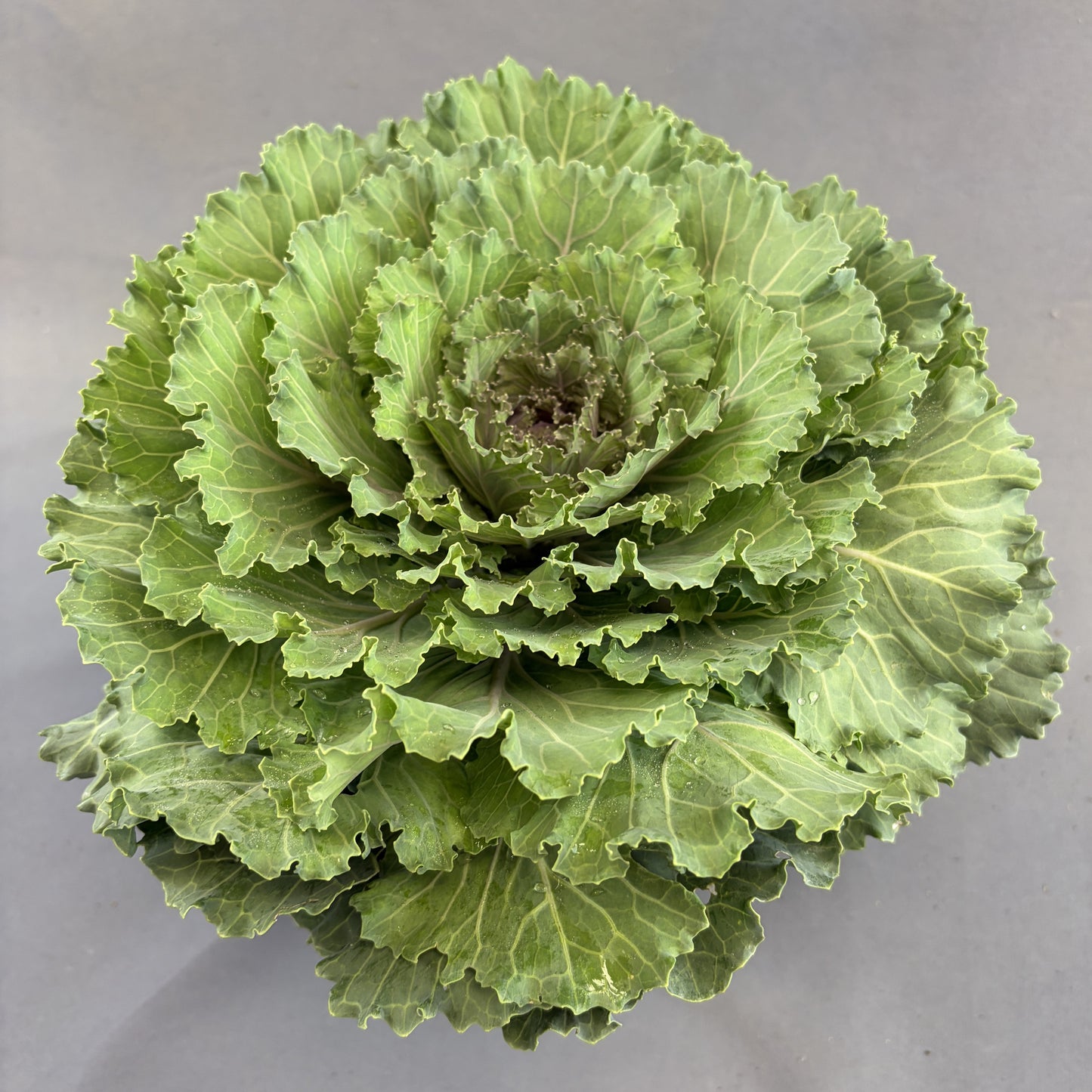 Flowering Cabbage