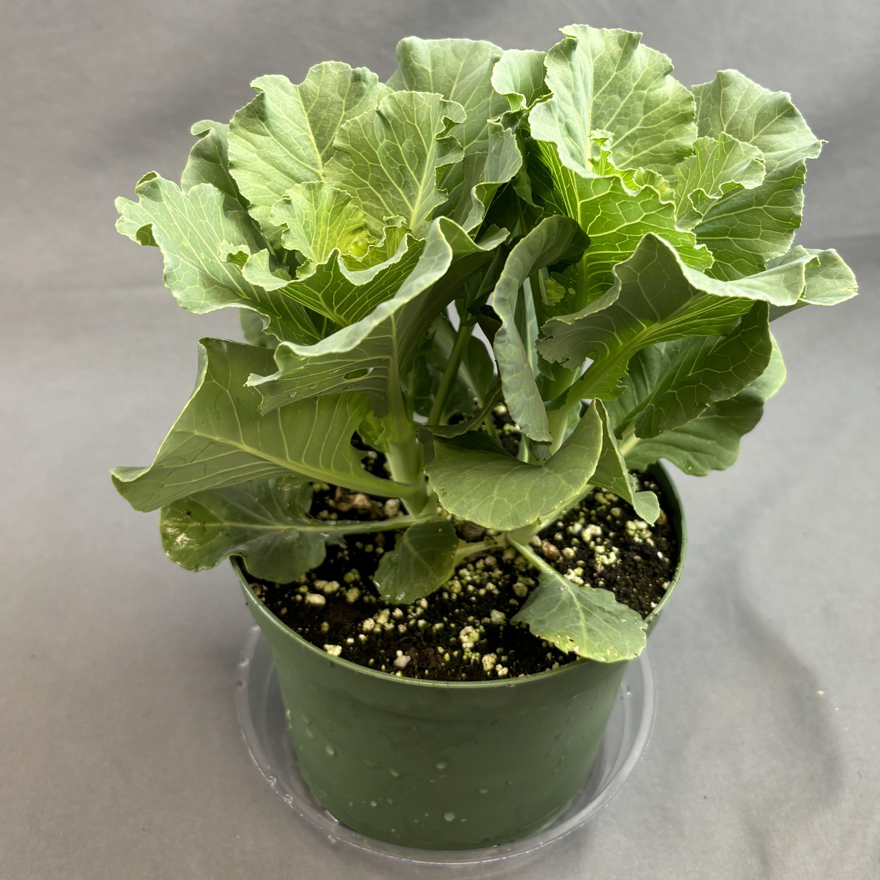 Flowering Kale